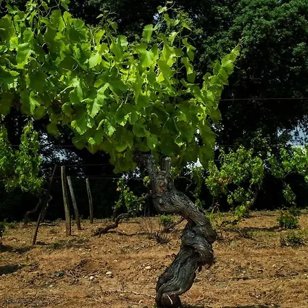 Mas Des Vignes - View Cité De Hébergement de vacances Carcassonne