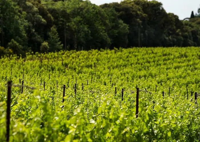 Mas Des Vignes - View Cite De * Carcassonne
