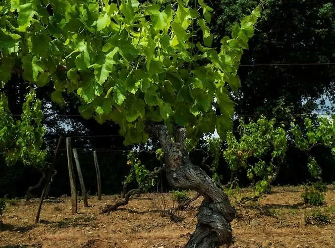 Mas Des Vignes - View Cite De Holiday home Carcassonne